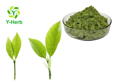 Customized Matcha Tea Powder 300-1000 Mesh Organic Green Tea Macha Extract