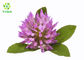 Trifolium Pratense Flower 2.5% 8% 20% 40% Red Clover Extract Powder Isoflavones