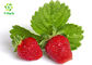 Strawberry Flavour Herbal Extract Powder Beverage Drink Additive 100% Natural